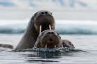 Atlantic walruses-Odobenus rosmarus-in Arctic water Nordaustlandet-Norway Coastal Print